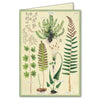 Boxed Notecard Set - Fern