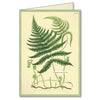 Boxed Notecard Set - Fern