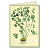 Boxed Notecard Set - Fern