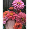 Summer Flowers Seed Pack