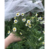 Flower Tea Seed Pack