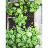Potted Herbs Seed Pack