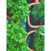 Potted Herbs Seed Pack